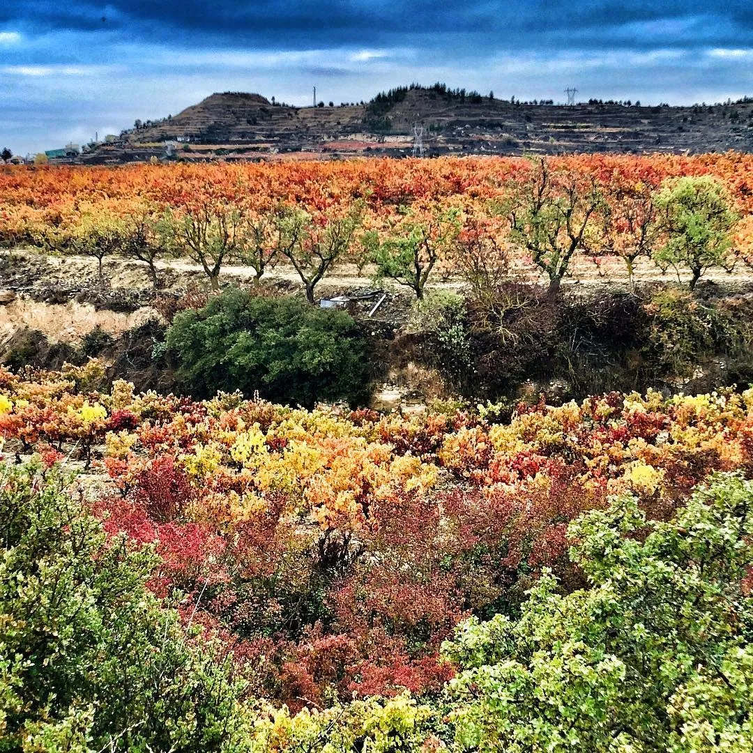 Agencia Tenedor Tours