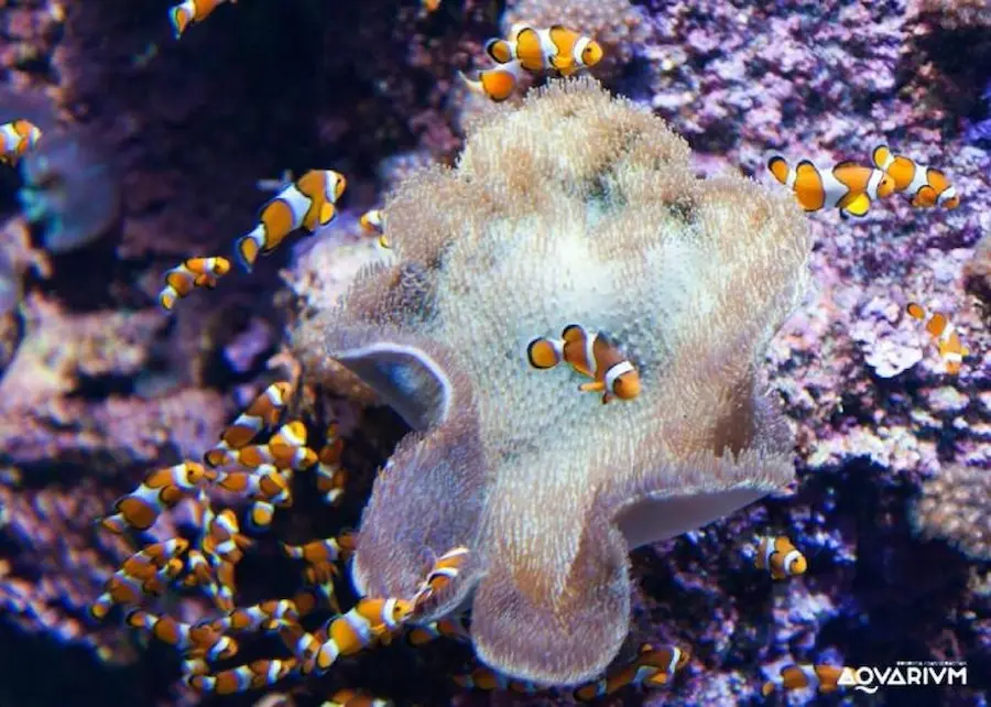 Aquarium de Donostia / San Sebastián