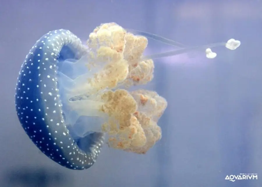 Aquarium de Donostia / San Sebastián