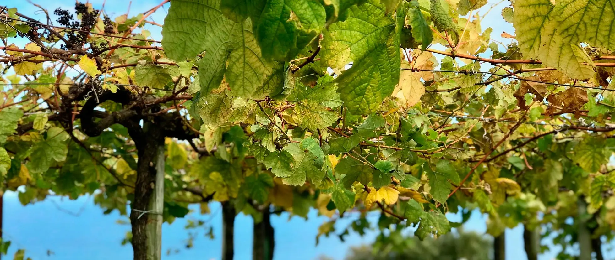 Disfruta del Txakoli en Hondarribia, una bodega, un hotel y un pueblo con mucho encanto